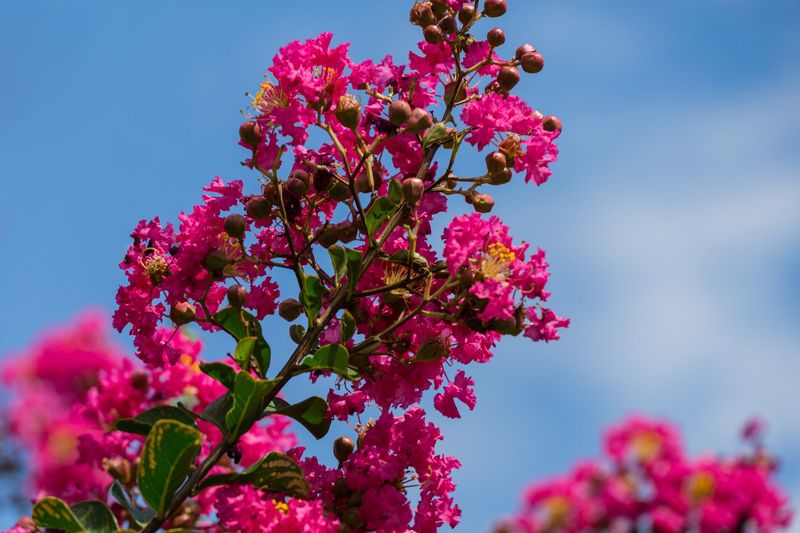 Crape Myrtle