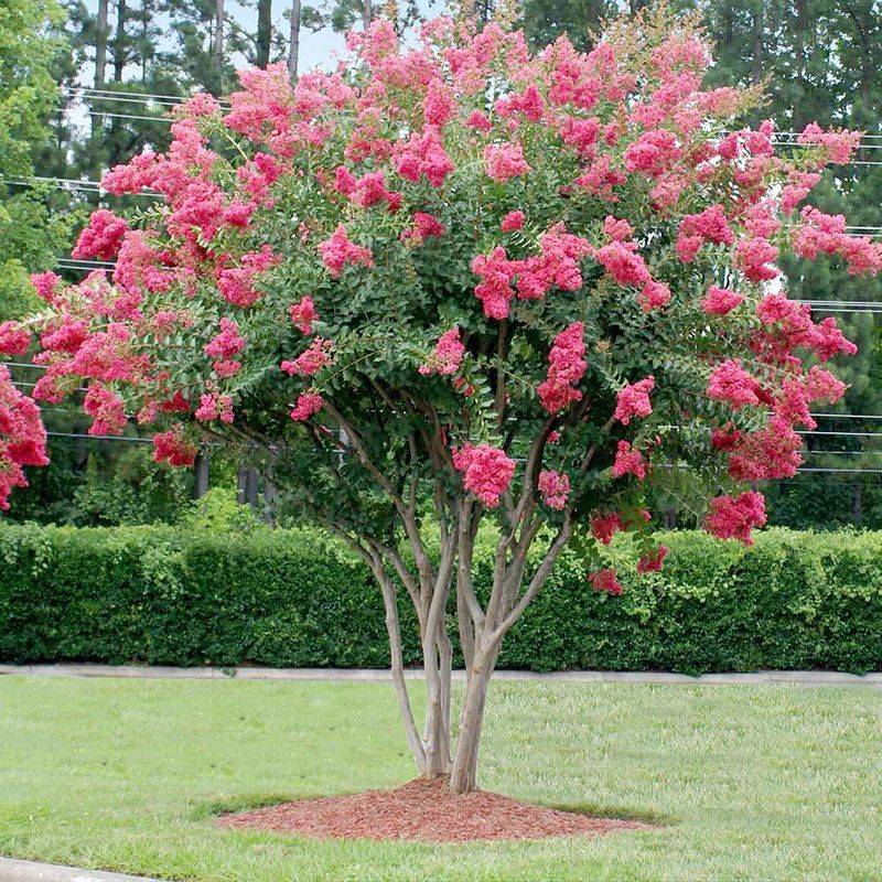 Crape Myrtle