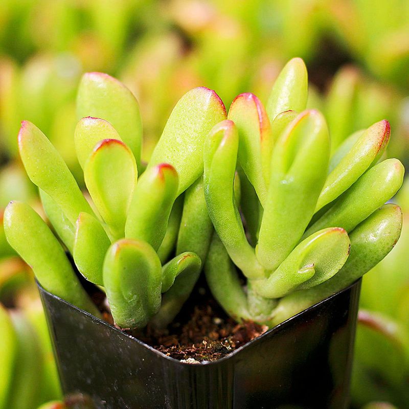 Crassula Ovata