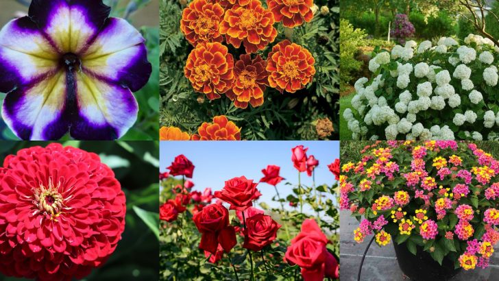 Create Nonstop Color in Your Garden with These 26 Gorgeous Plants