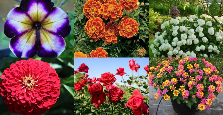 Create Nonstop Color in Your Garden with These 26 Gorgeous Plants