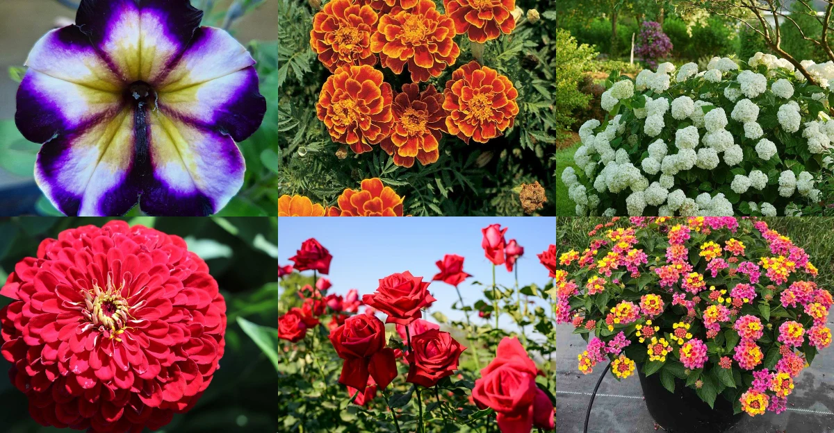 Create Nonstop Color in Your Garden with These 26 Gorgeous Plants