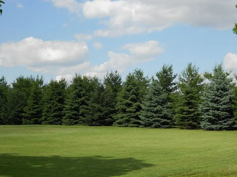 Creating Windbreaks