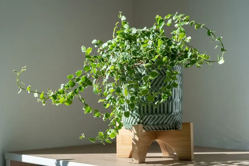 Creeping Fig