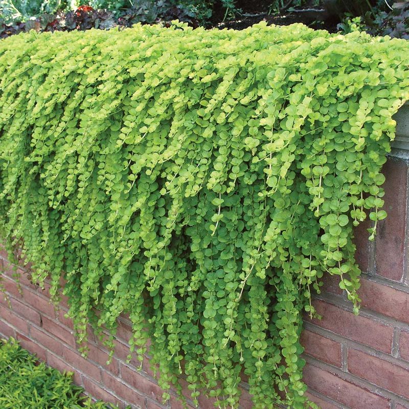 Creeping Jenny (Lysimachia nummularia)