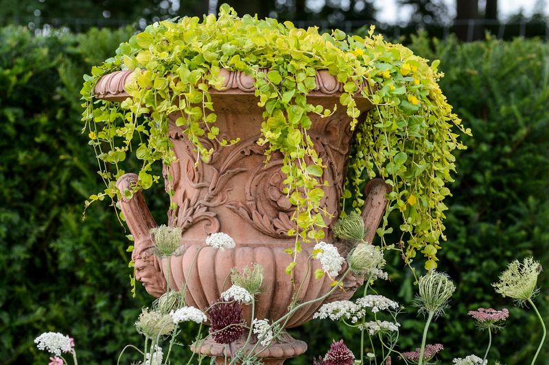 Creeping Jenny