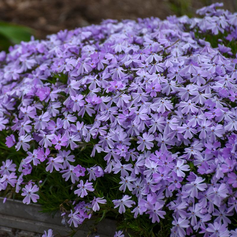 Creeping Phlox