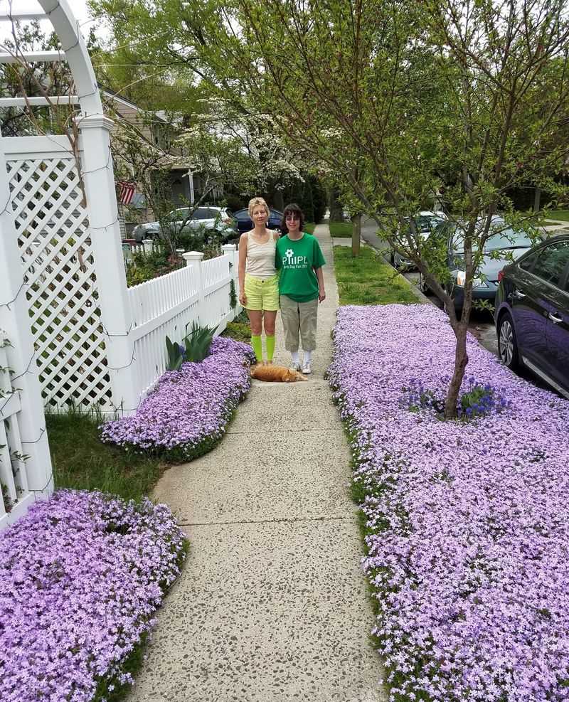 Creeping Phlox