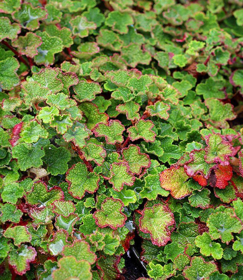 Creeping Raspberry (Rubus calycinoides)