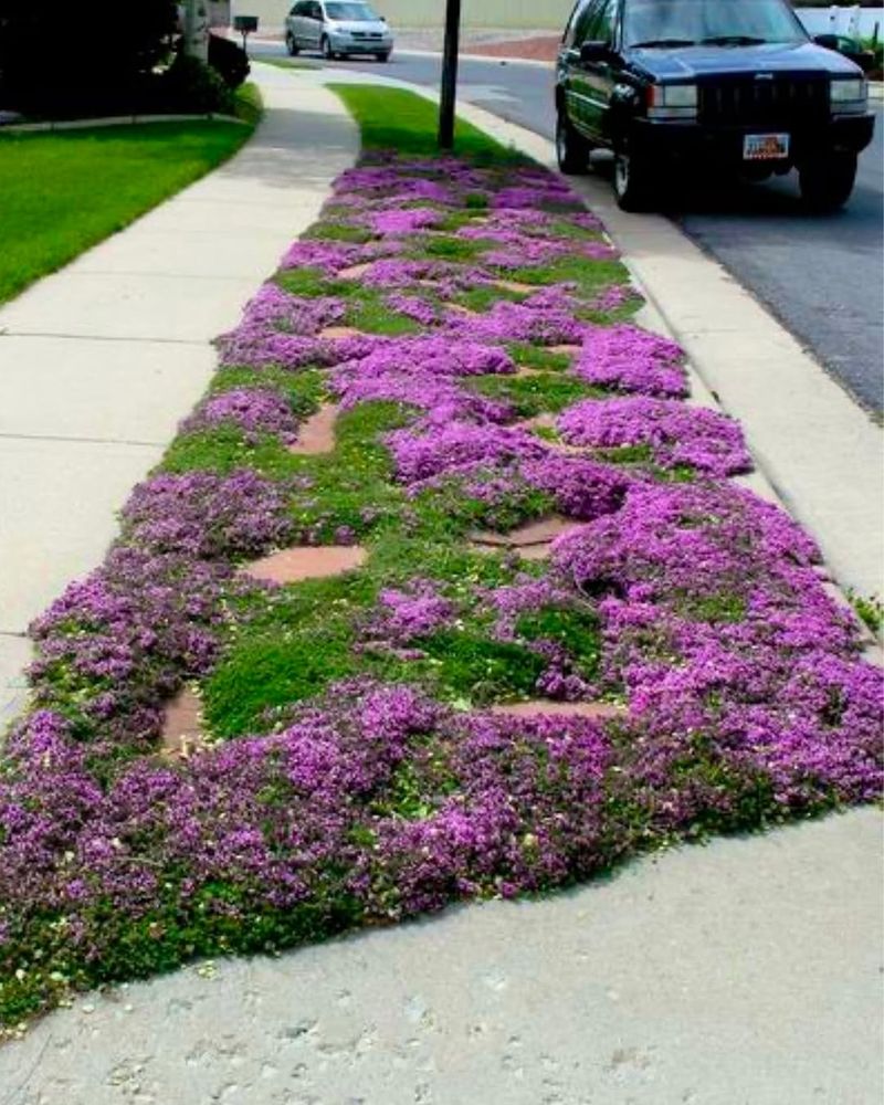 Creeping Thyme Trail