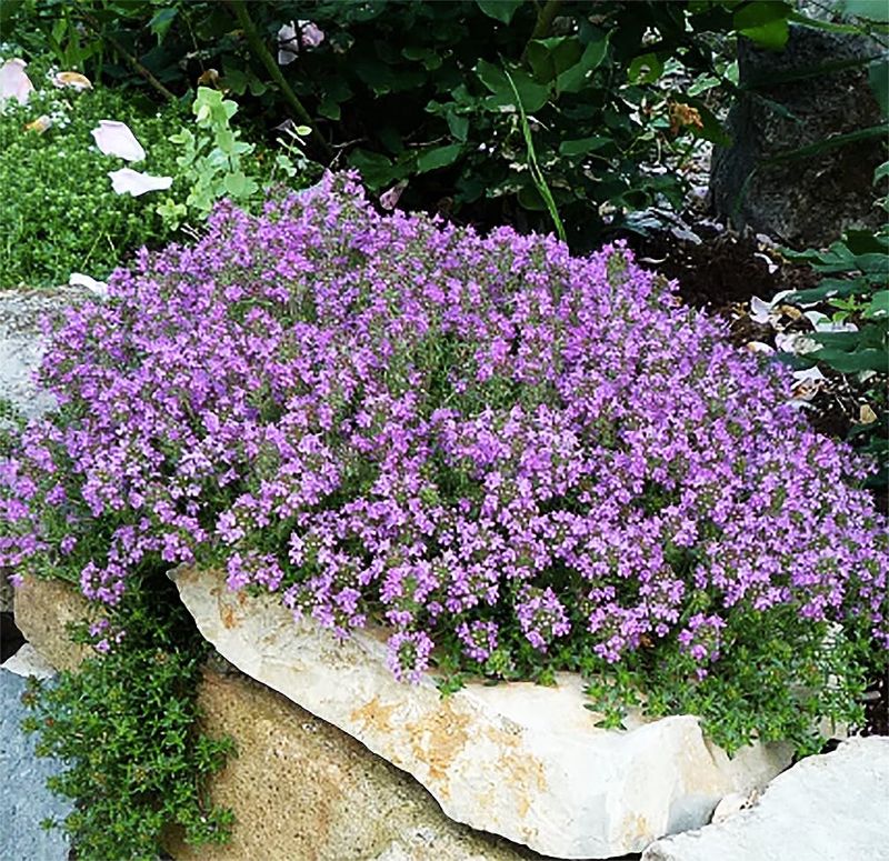 Creeping Thyme