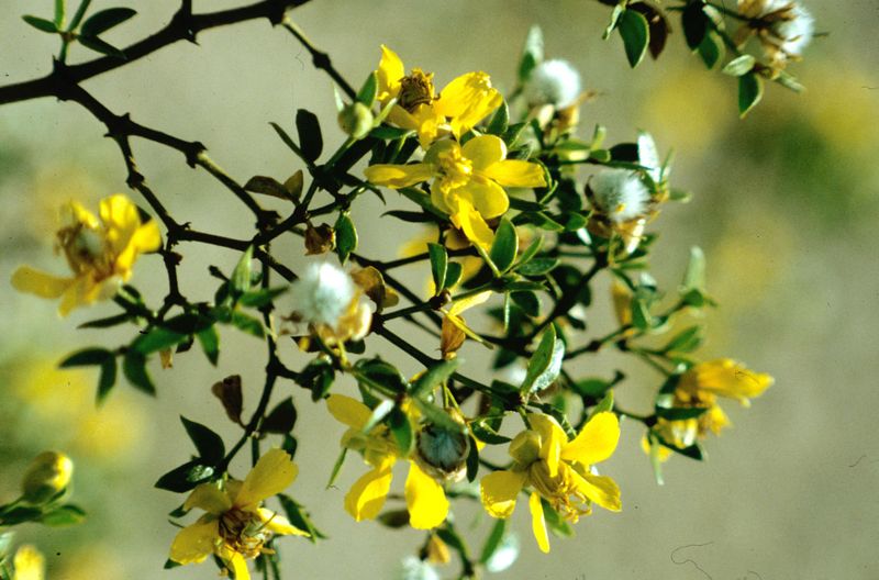 Creosote Bush