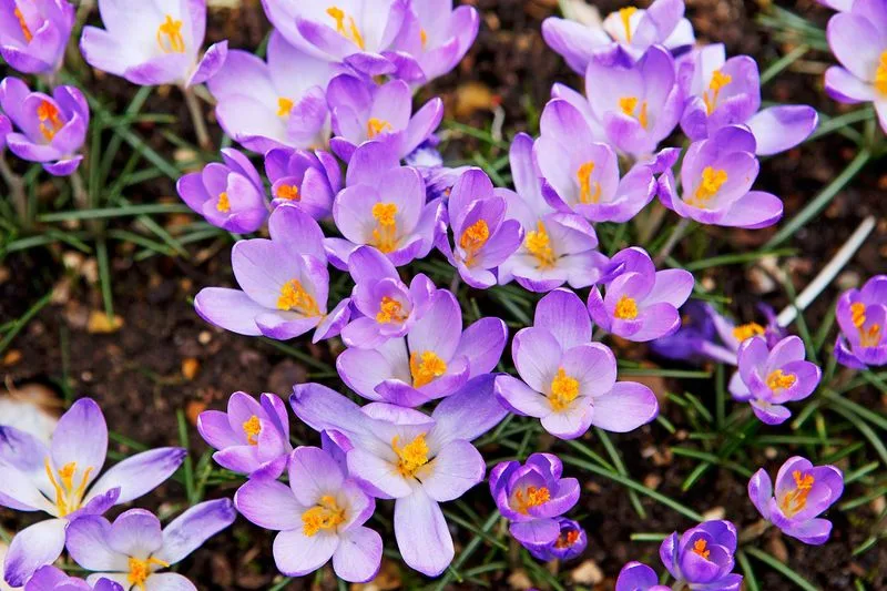 Crocus