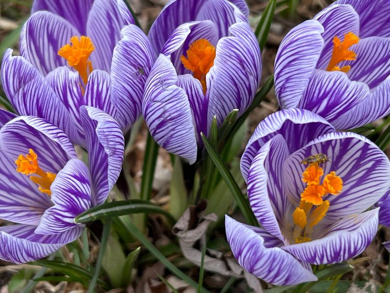 Crocus