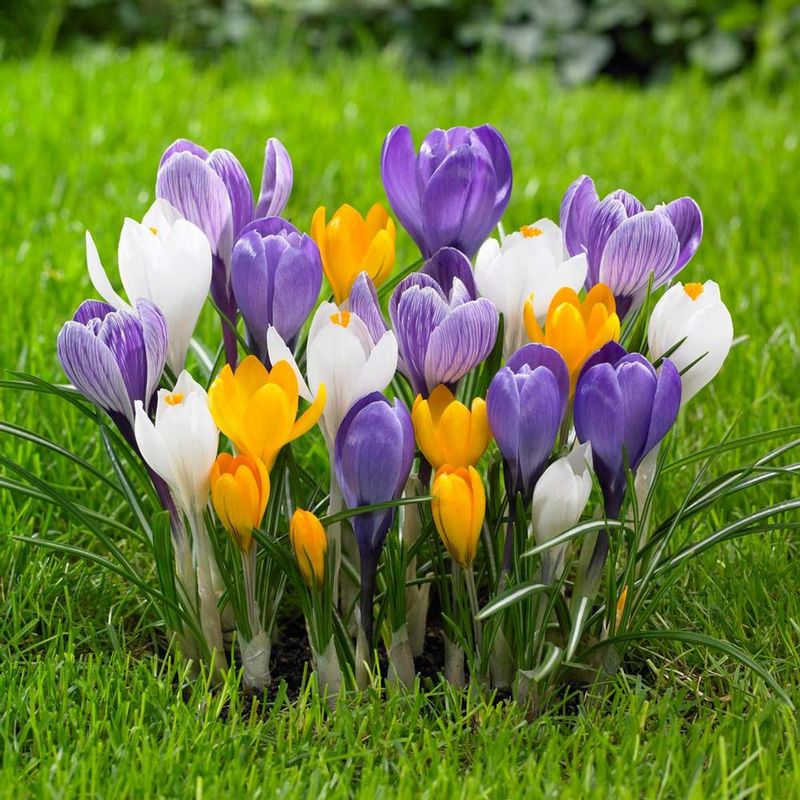 Crocus