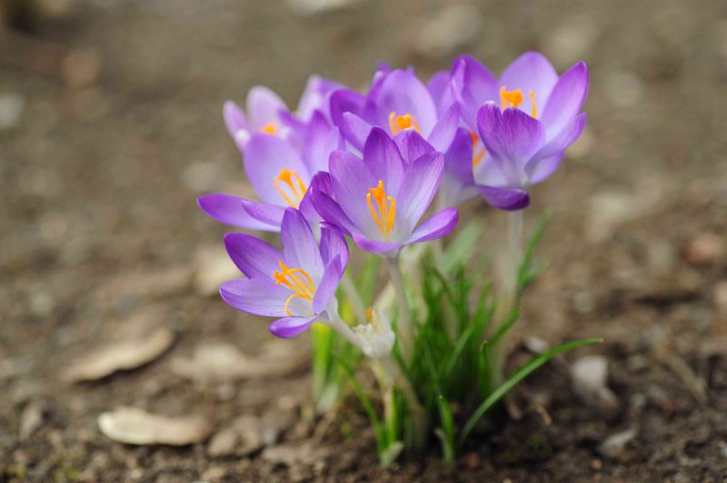 Crocuses