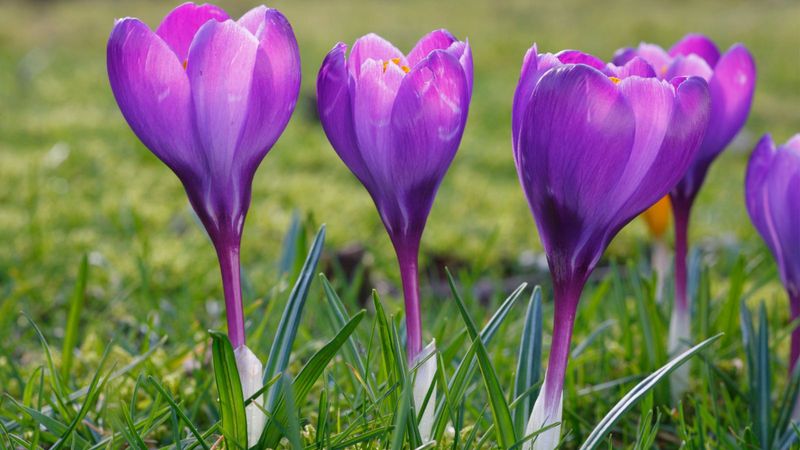 Crocuses