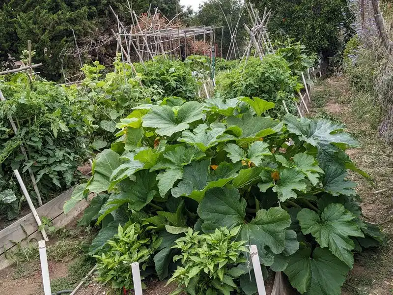 Crop Rotation