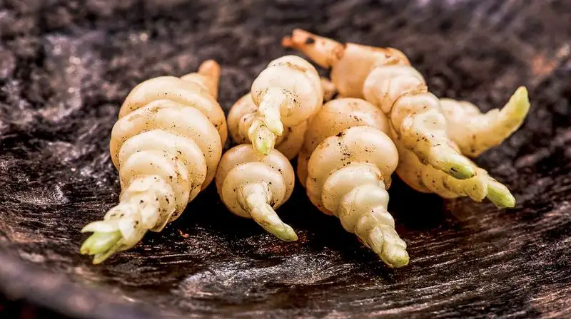 Crosnes