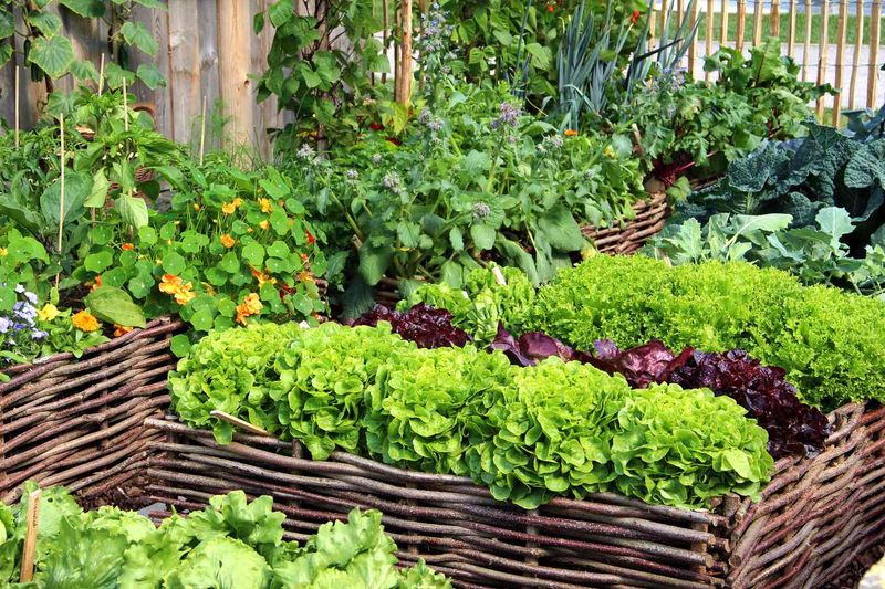 Crowded Plant Beds