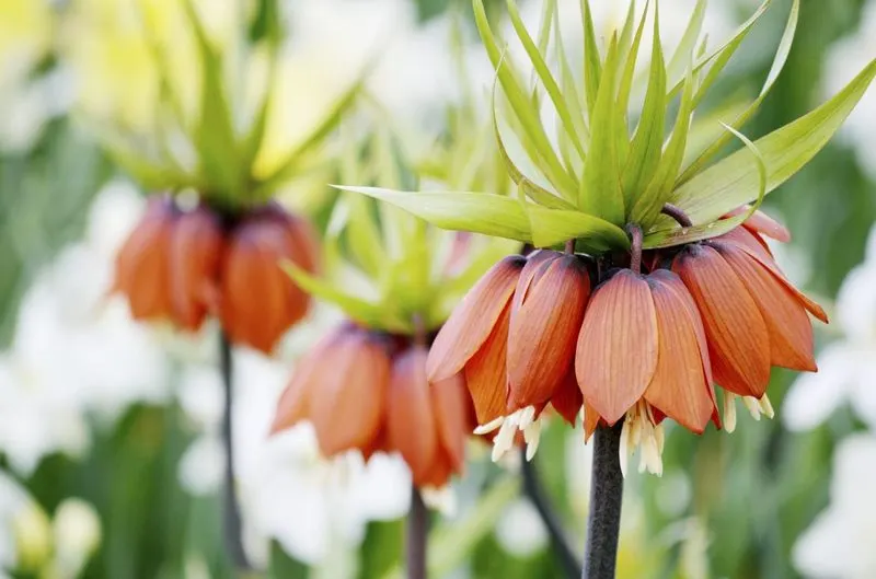 Crown Imperial