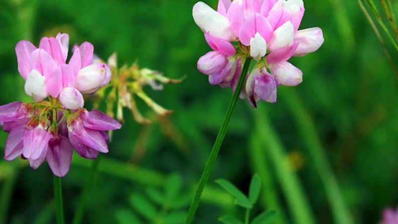 Crown Vetch