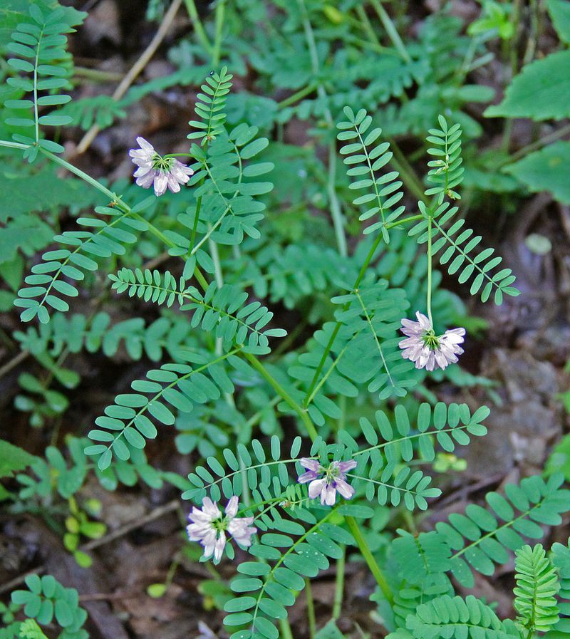 Crown Vetch