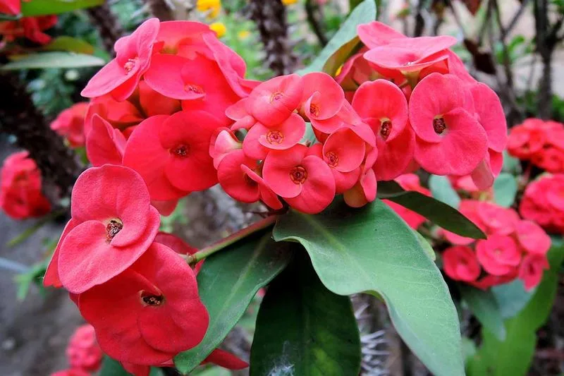 Crown of Thorns