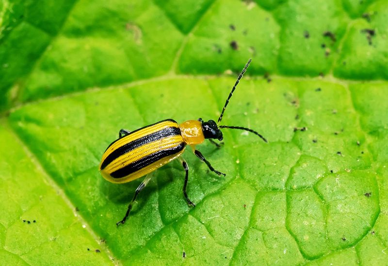 Cucumber Beetles