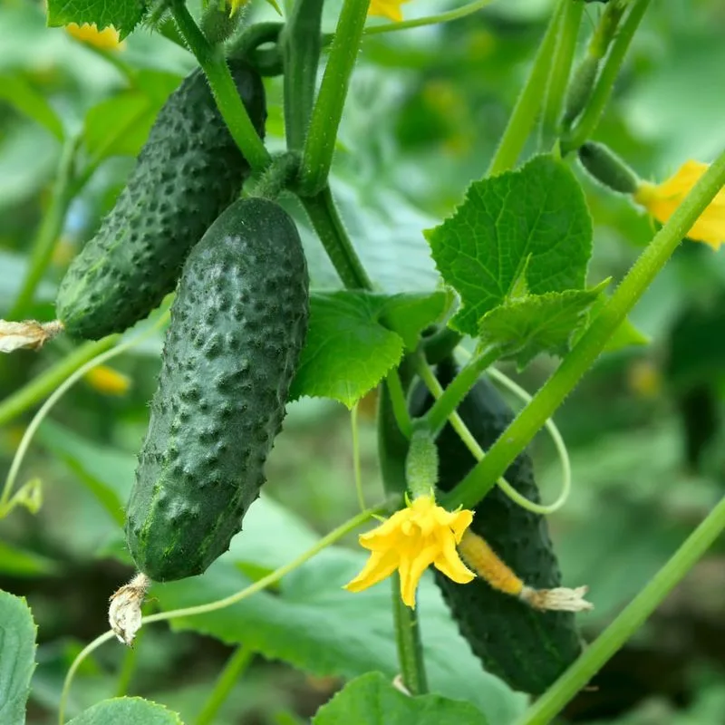 Cucumbers