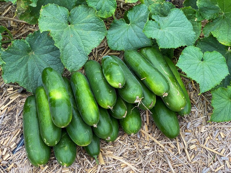 Cucumbers