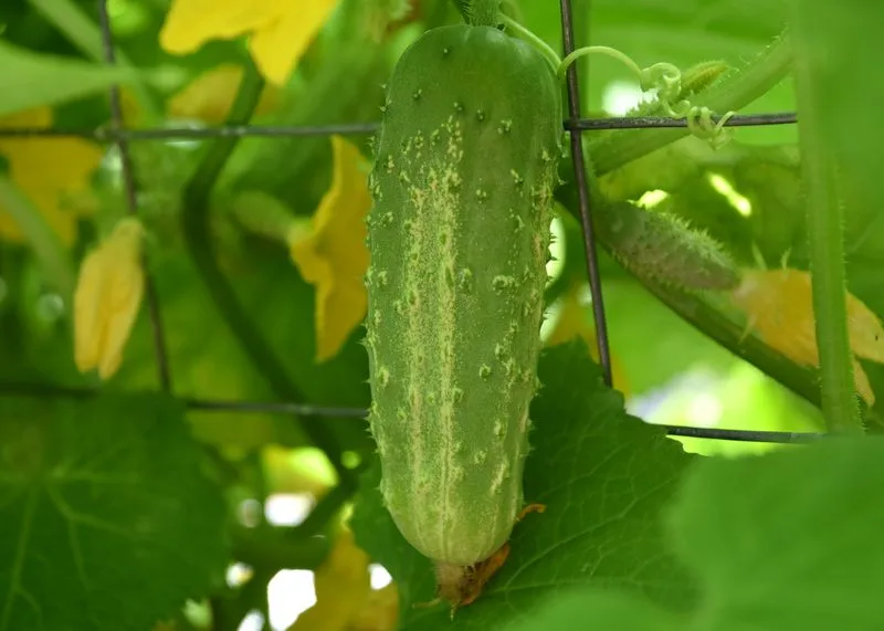 Cucumbers