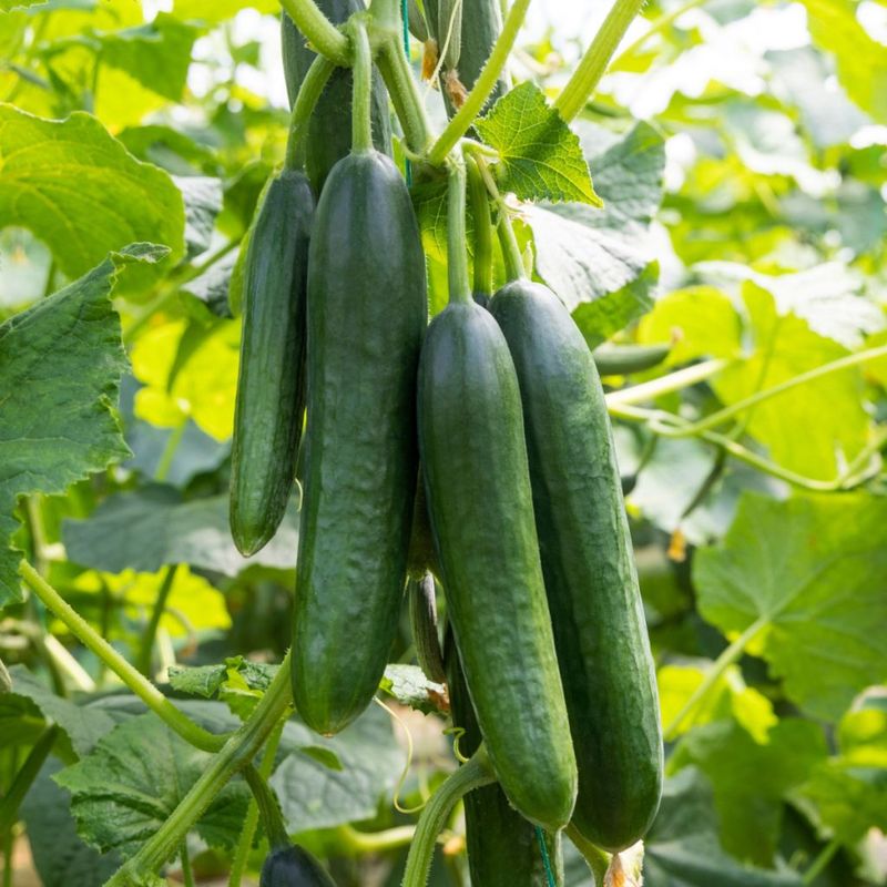 Cucumbers