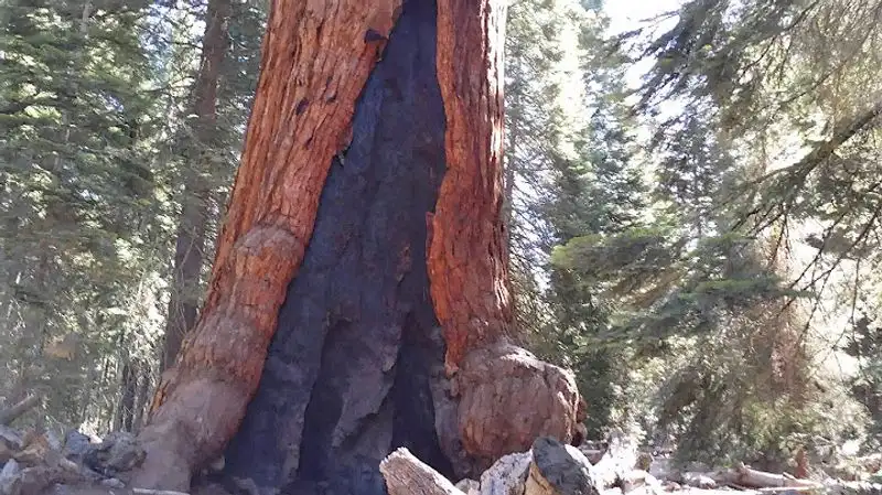 Unique Bark Texture