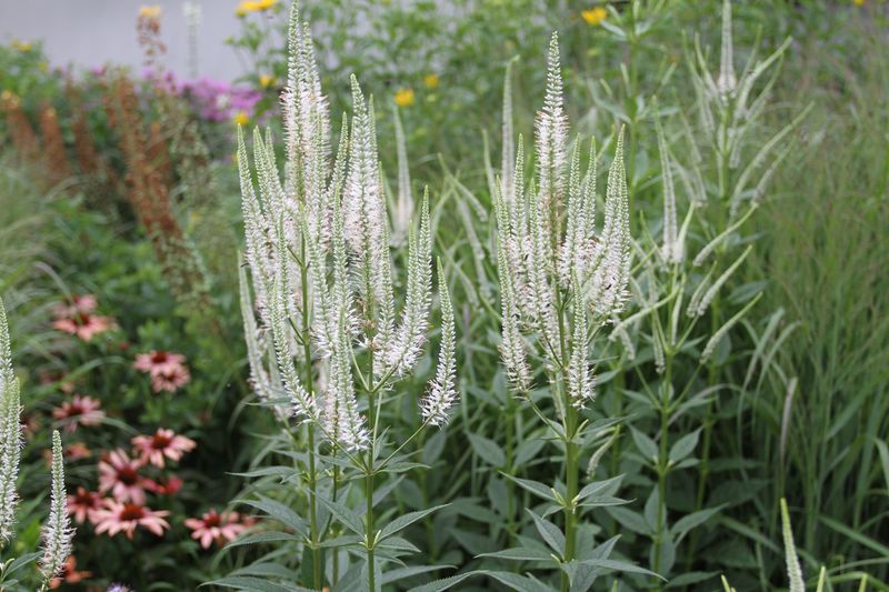 Culver's Root