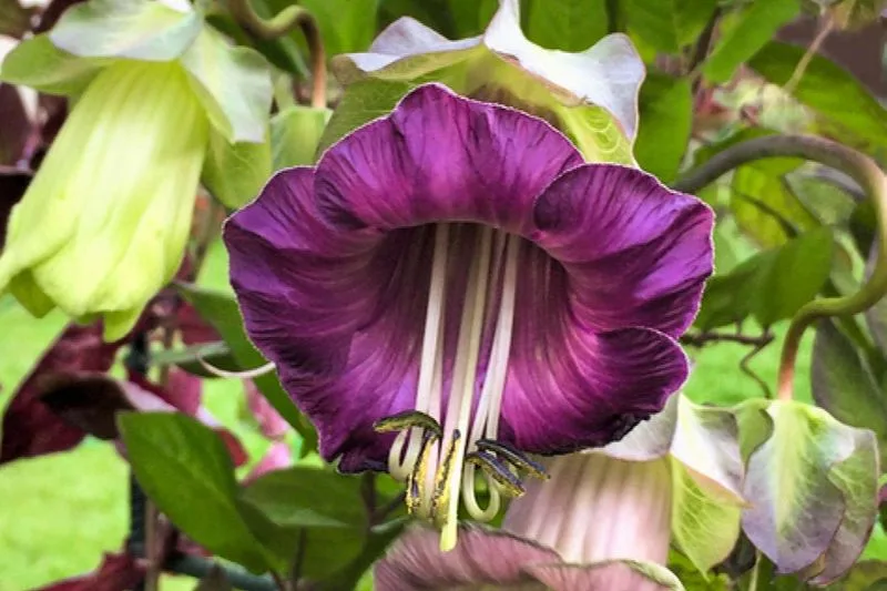 Cup and Saucer Vine (Cobaea scandens)