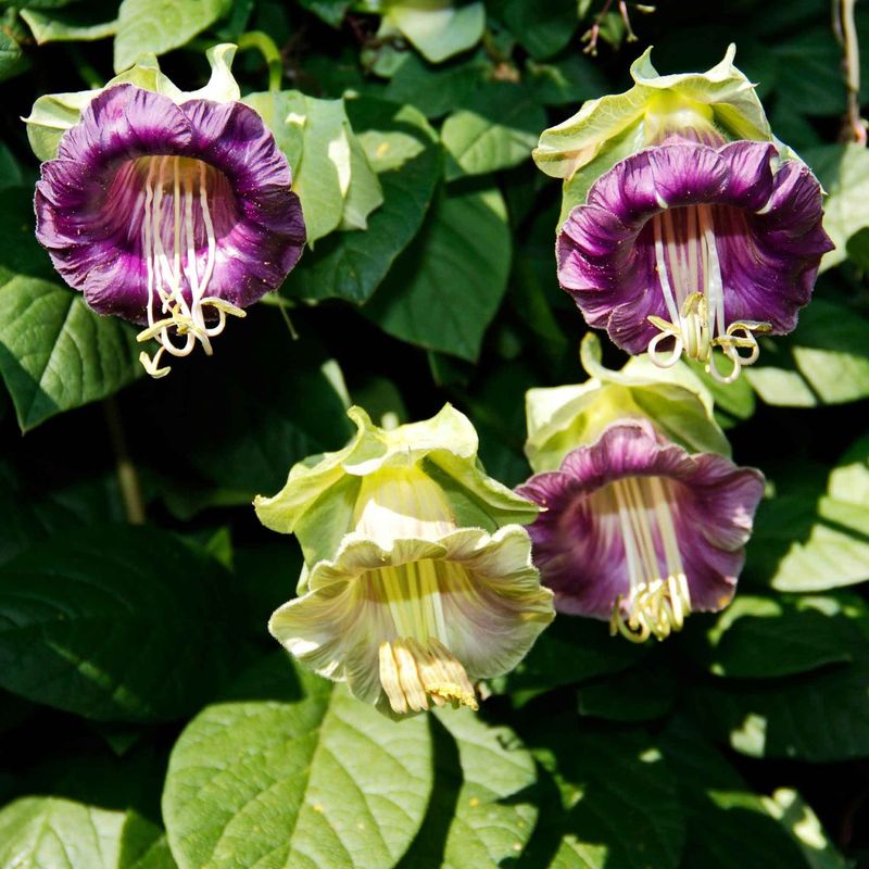 Cup and Saucer Vine