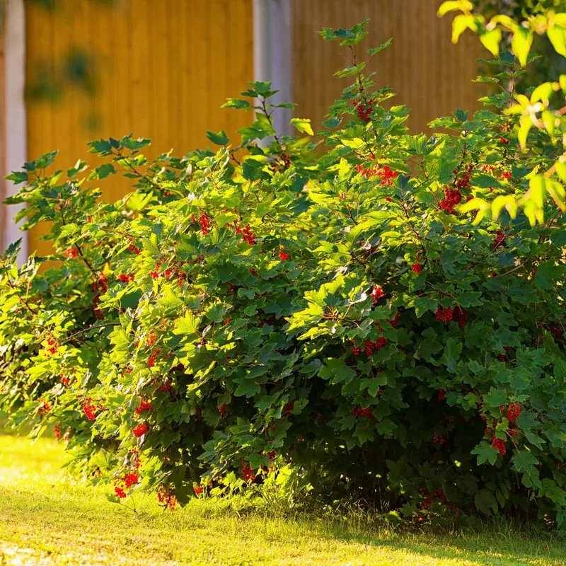 Currant Bushes