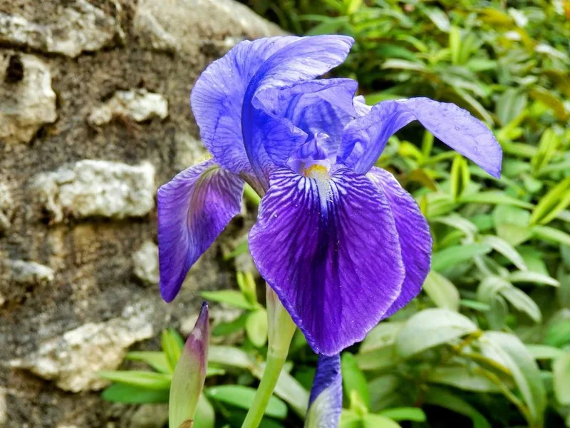Cut Flower Potential