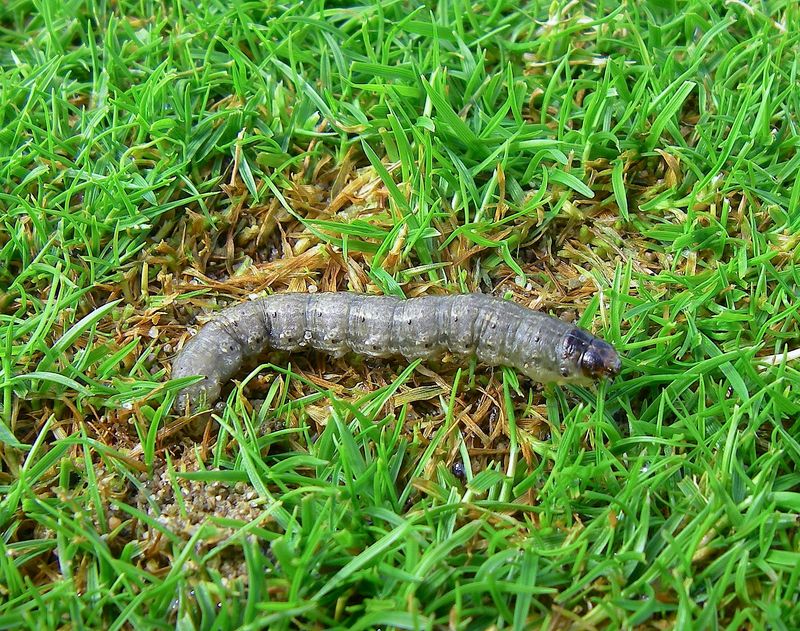 Cutworms