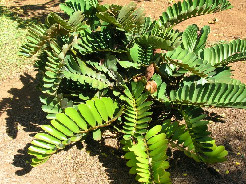 Cycad Zamia