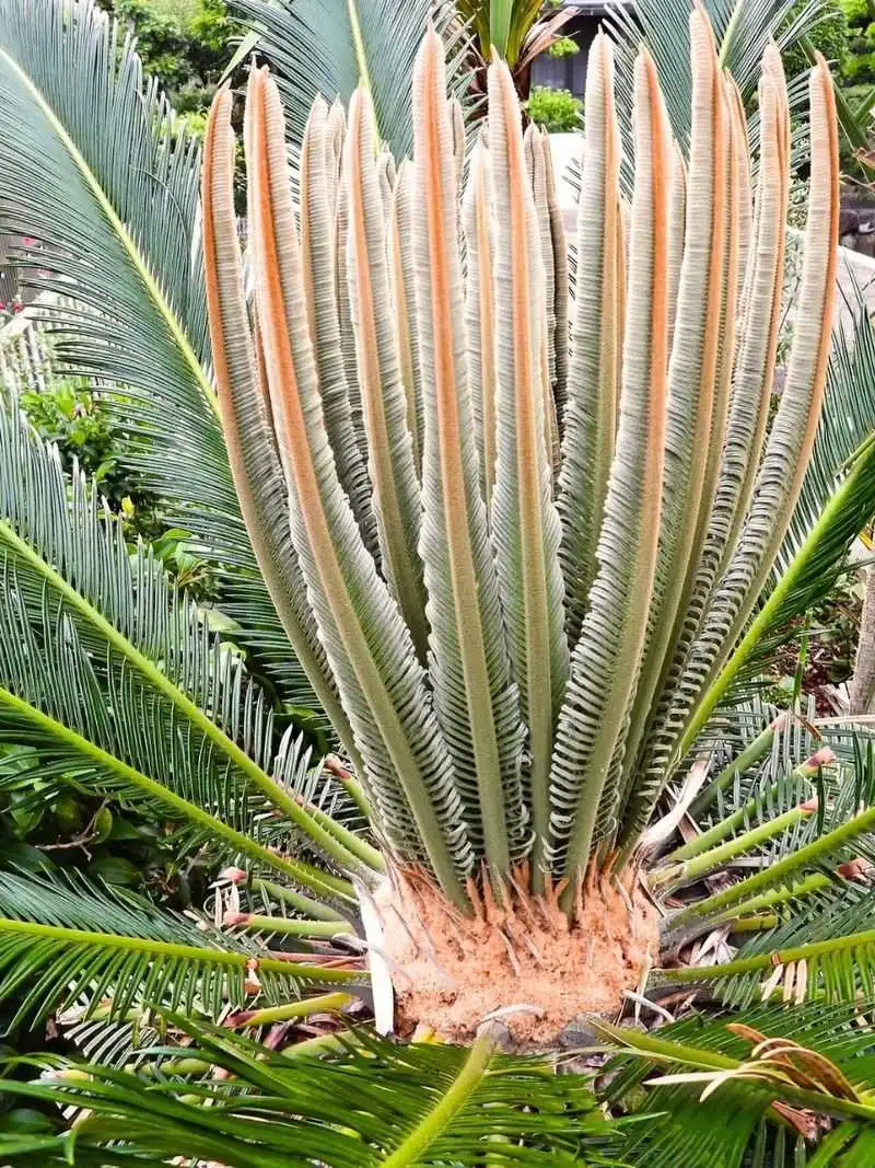 Cycas Revoluta (Sago Palm)