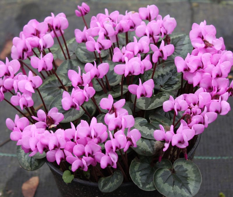 Cyclamen Coum