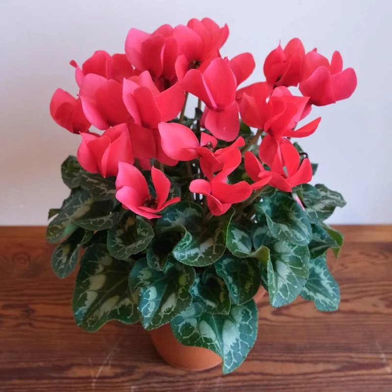 Cyclamen