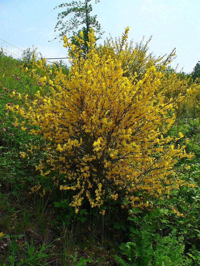 Cytisus (Broom)