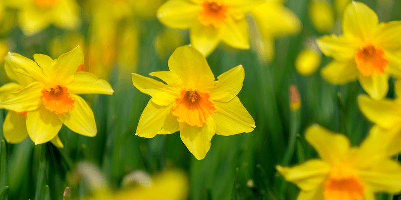 Daffodil