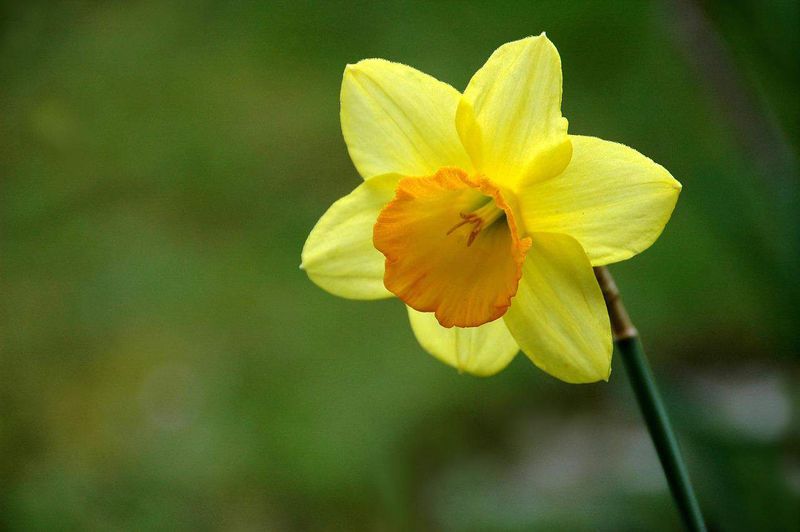 Daffodil