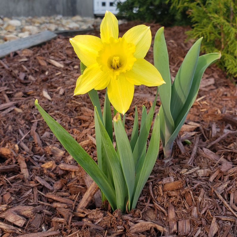 Daffodil