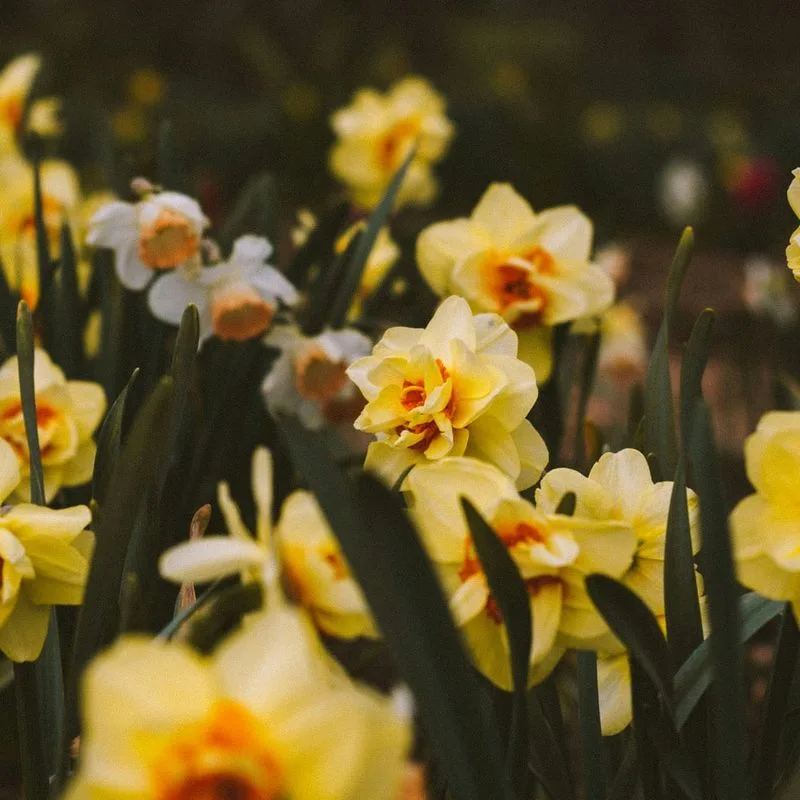 Daffodil Offerings in Wales