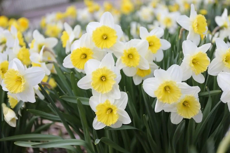 Daffodils